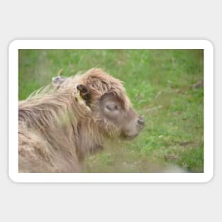 Calf / Swiss Artwork Photography Sticker